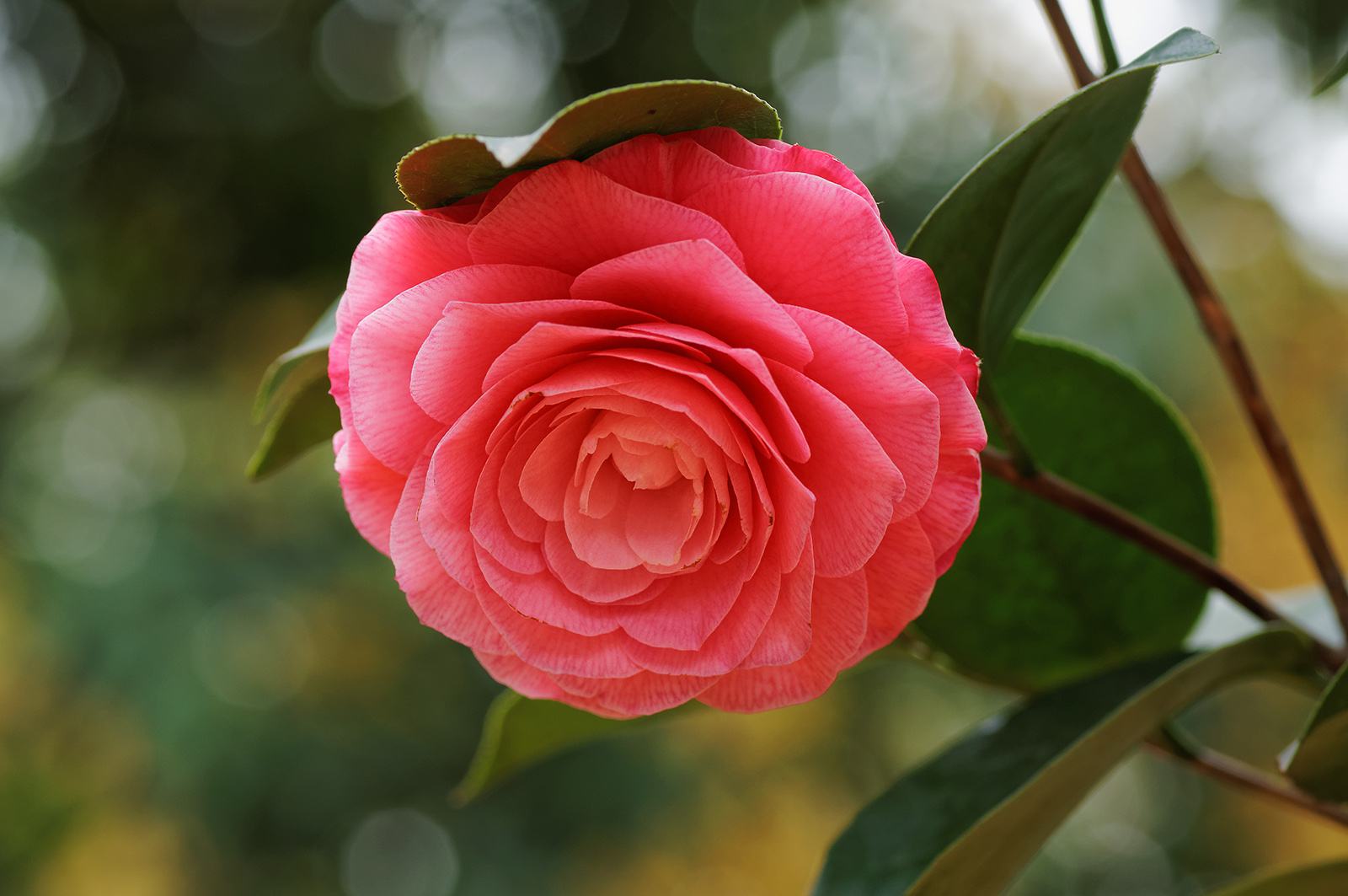 四川茶花樹價格 茶花樹種植方法 福建茶花樹供應(yīng)商