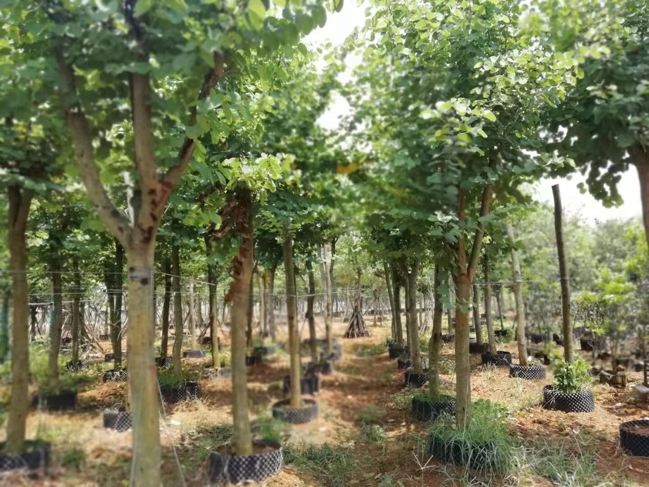宮粉紫荊 宮粉紫荊價(jià)格 廣東宮粉紫荊供應(yīng)商