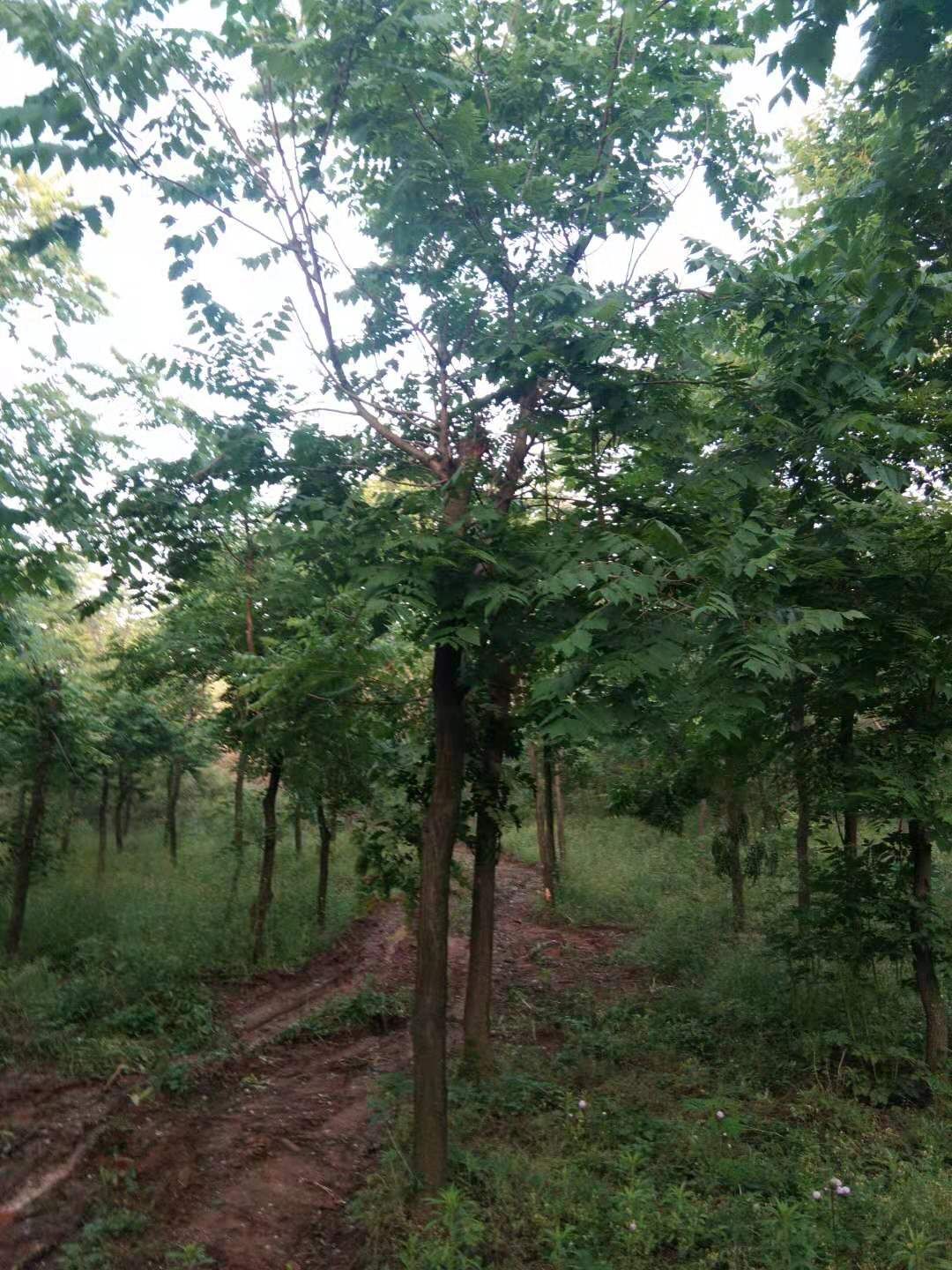 河南南陽南召北欒基地-河南南陽北欒價(jià)格表/廠家批發(fā)報(bào)價(jià)供應(yīng)商