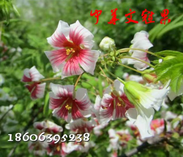 文冠果樹苗.山東供應商.批發(fā)文官小苗。嫁接文冠果苗圃