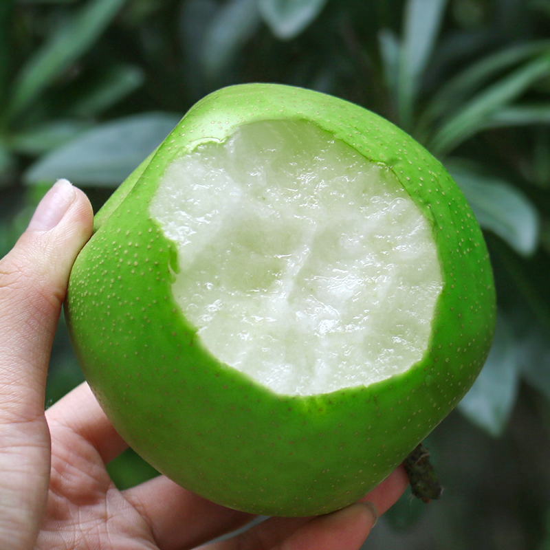 蘋(píng)果梨蘋(píng)果梨嫁接苗蘋(píng)果梨苗批發(fā)