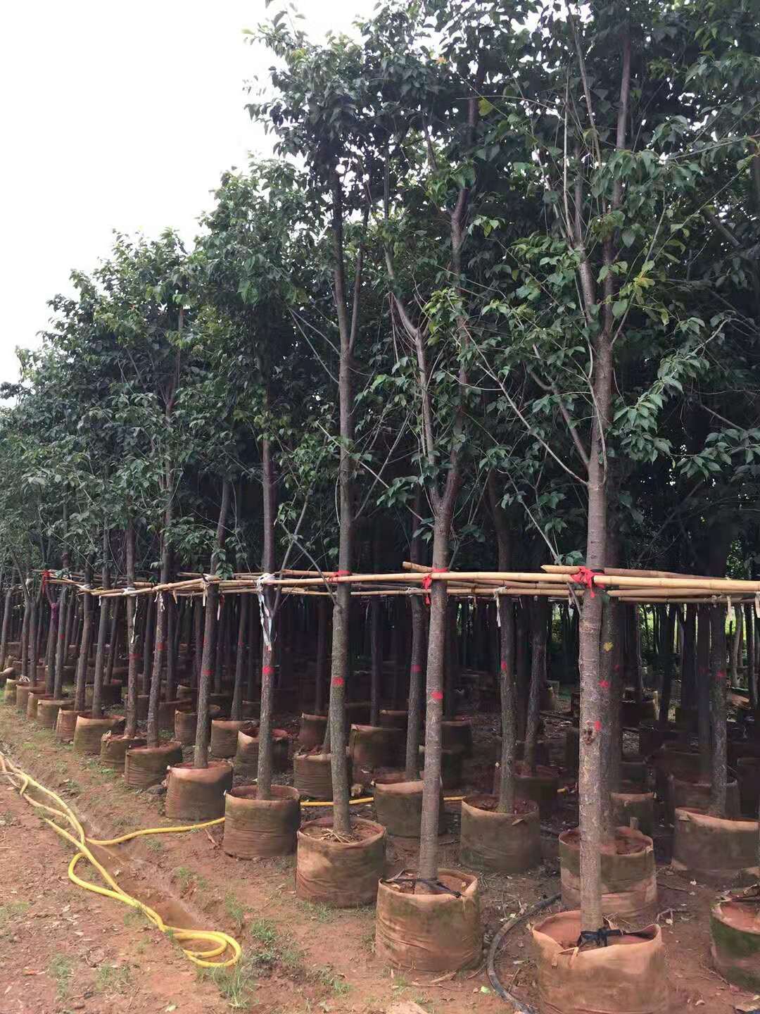 供應(yīng)貴州櫻花苗木廠家基地 價(jià)格低，服務(wù)好 貴州櫻花基地一手貨源 貴州櫻花