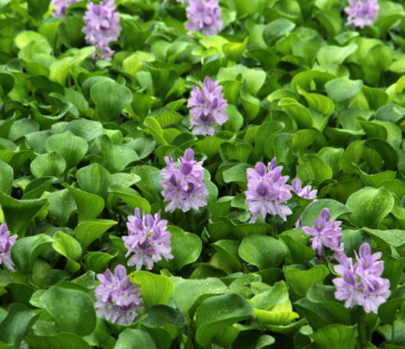 鳳眼藍(lán)批發(fā)報(bào)價(jià)，批發(fā)，直銷，