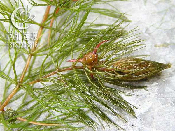 供應(yīng)金魚藻種苗，專業(yè)水草種植基地
