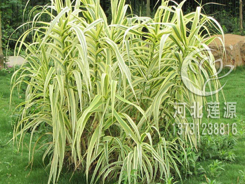 批發(fā)花葉蘆竹種苗，花葉蘆竹種植基地