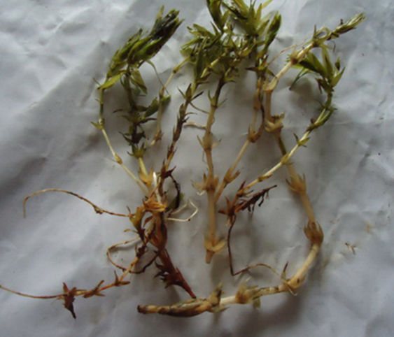 輪葉黑藻廠家批發(fā)，價(jià)格，哪家有