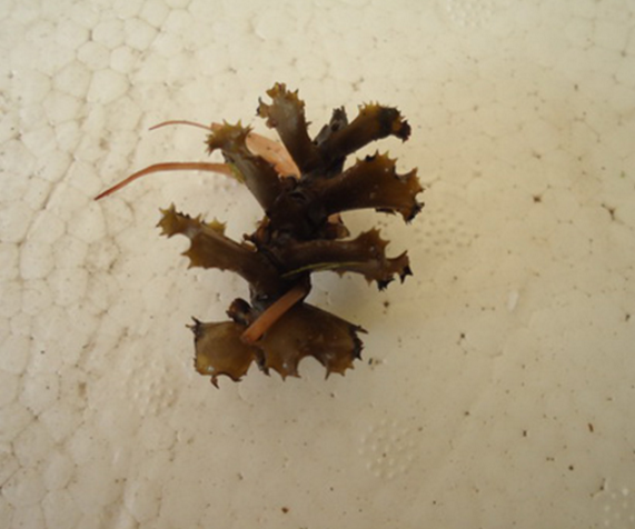 菹草芽孢批發(fā)，價(jià)格，廠家，定做，