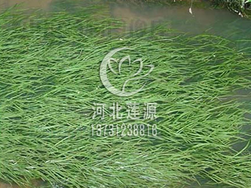 供應(yīng)苦草種苗，苦草種植基地