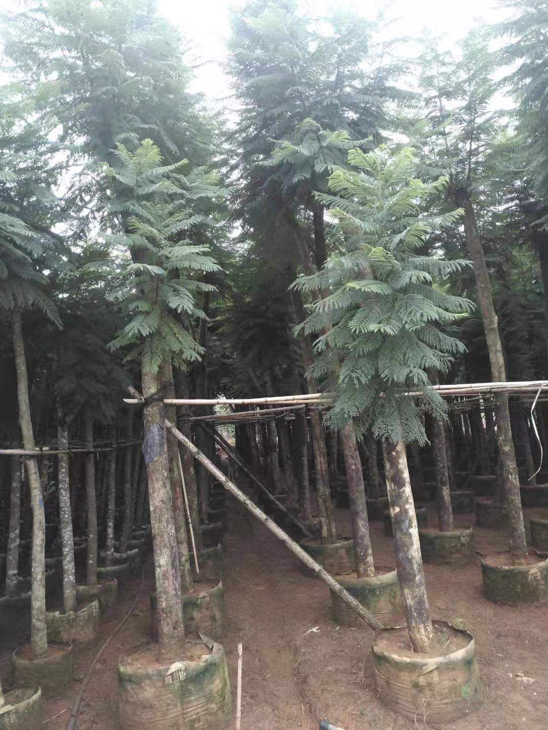 供應(yīng)云南昆明藍(lán)花楹苗木基地，經(jīng)營各類綠化苗木批發(fā)，承接綠化工程。規(guī)格全數(shù)量大 質(zhì)量優(yōu) 易成活 價格低，