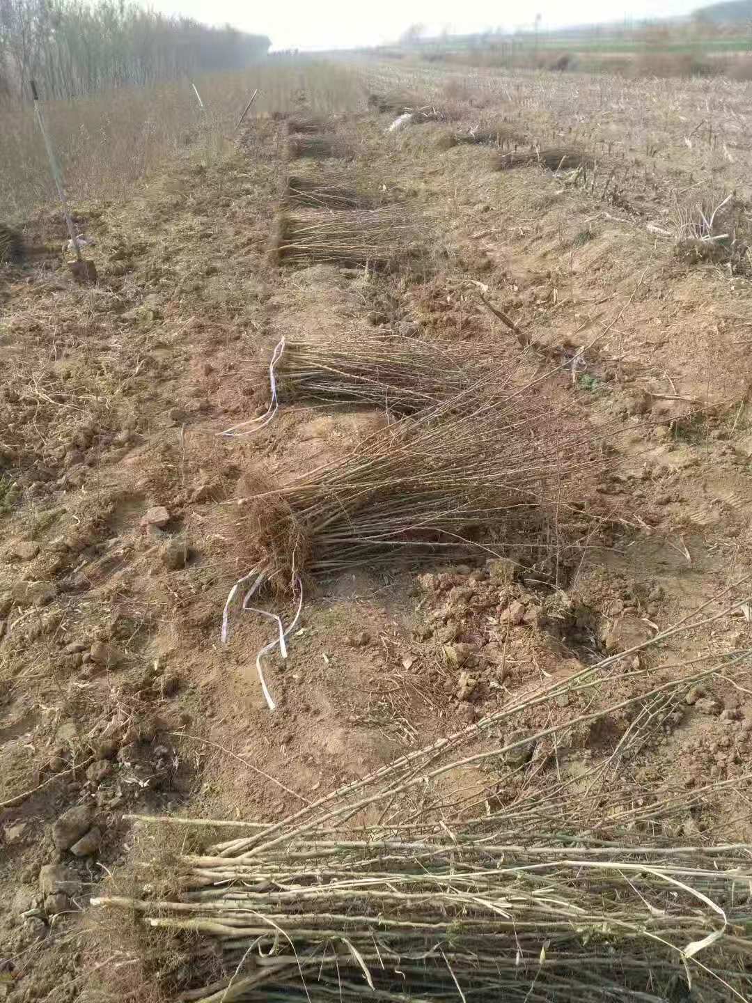 供應(yīng)山西皂角樹苗基地*供應(yīng)商批發(fā)報(bào)價(jià)表