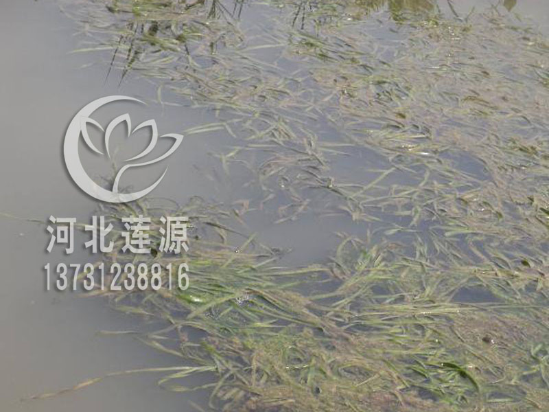 供應(yīng)苦草種苗，苦草種植基地