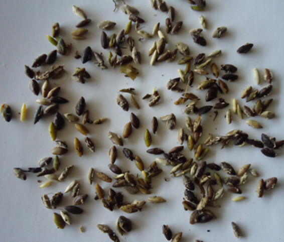 湖北大茨藻種子，批發(fā)，價格，哪家好