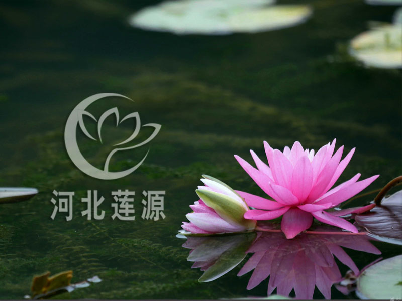 白洋淀睡蓮苗廠家-價(jià)格-供應(yīng)商