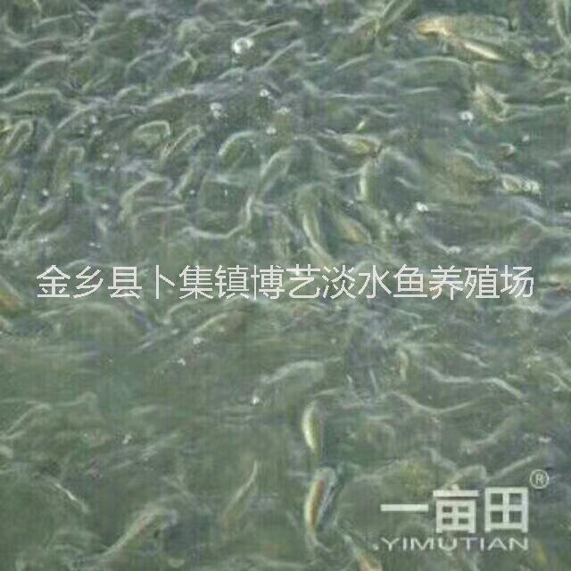 草魚苗