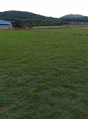 廣東蘭引3號(hào)廠家直銷(xiāo)