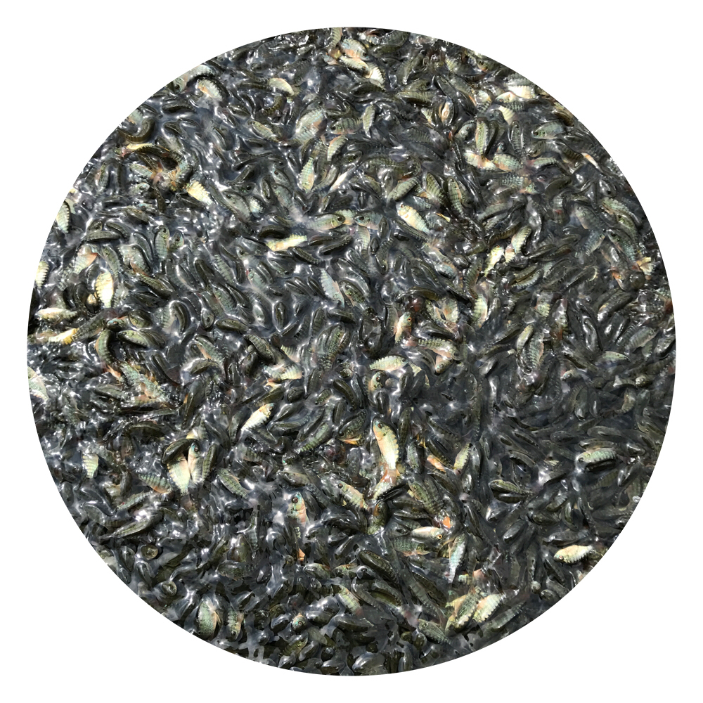單性羅非魚苗,單性羅非魚苗養(yǎng)殖場,單性羅非魚苗批發(fā)