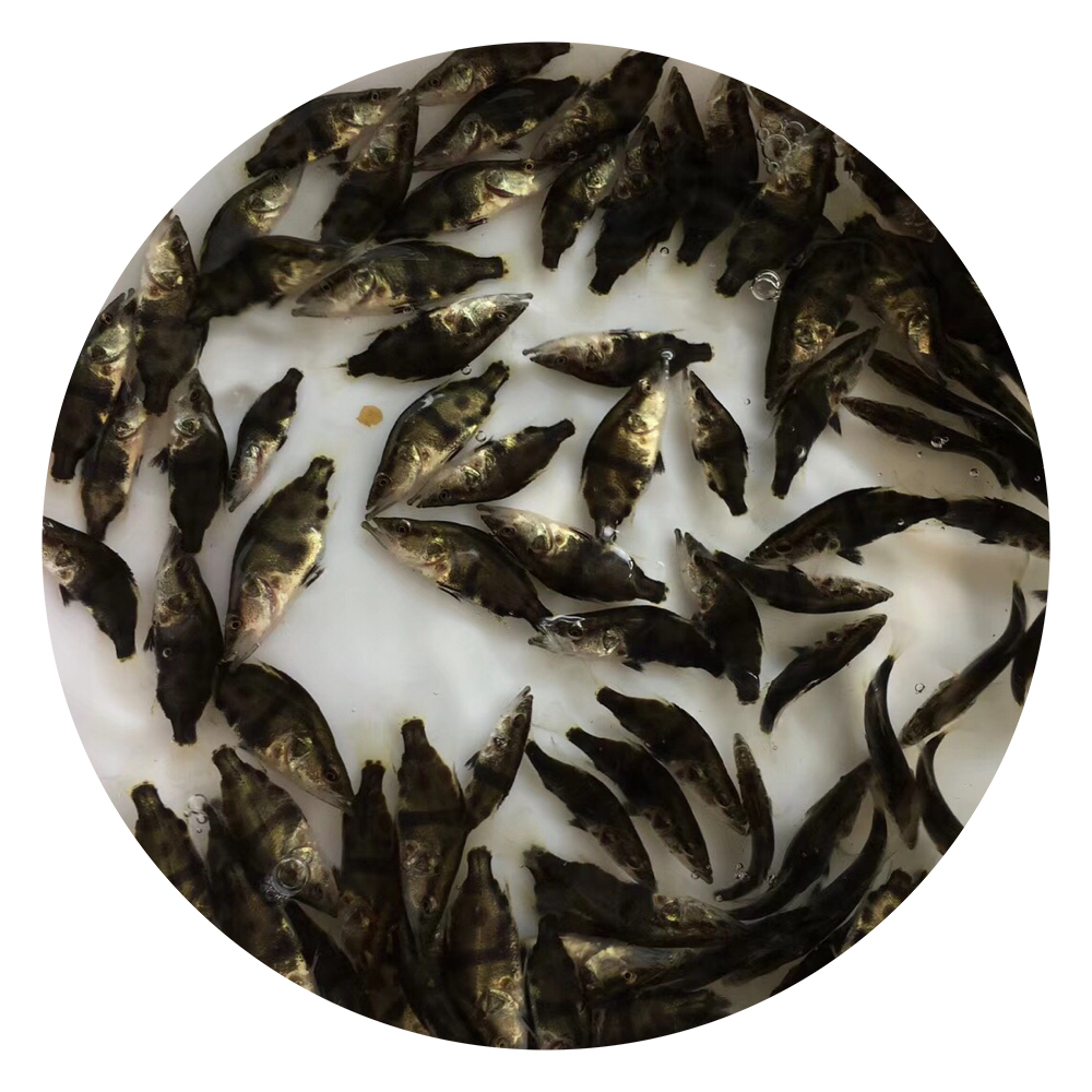 桂花魚苗批發(fā),桂花魚養(yǎng)殖,鱖魚苗批發(fā),鱖魚苗養(yǎng)殖