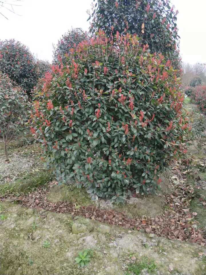 成都紅葉石楠球種植基地、批發(fā)商、供應(yīng)、價錢【溫江區(qū)壽安希友園藝場】