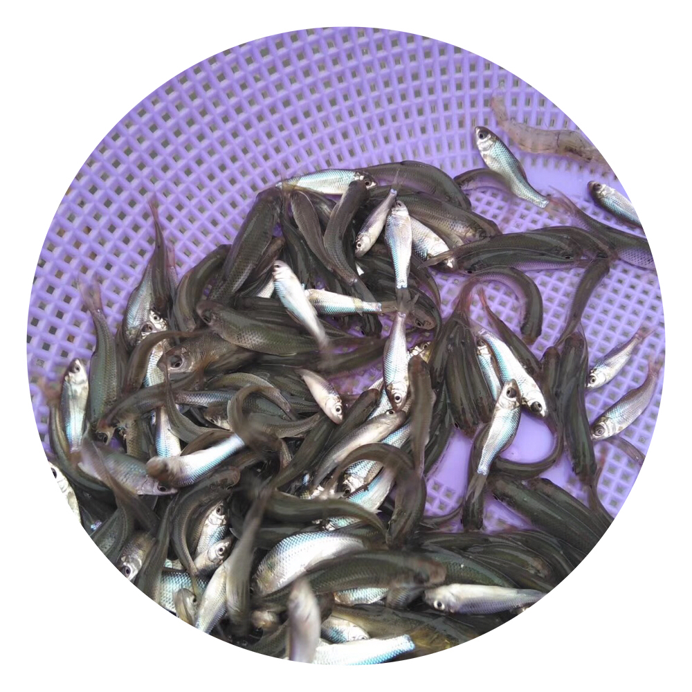 鯪魚苗批發(fā),土鯪魚苗養(yǎng)殖場,麥鯪魚苗,土鯪魚苗