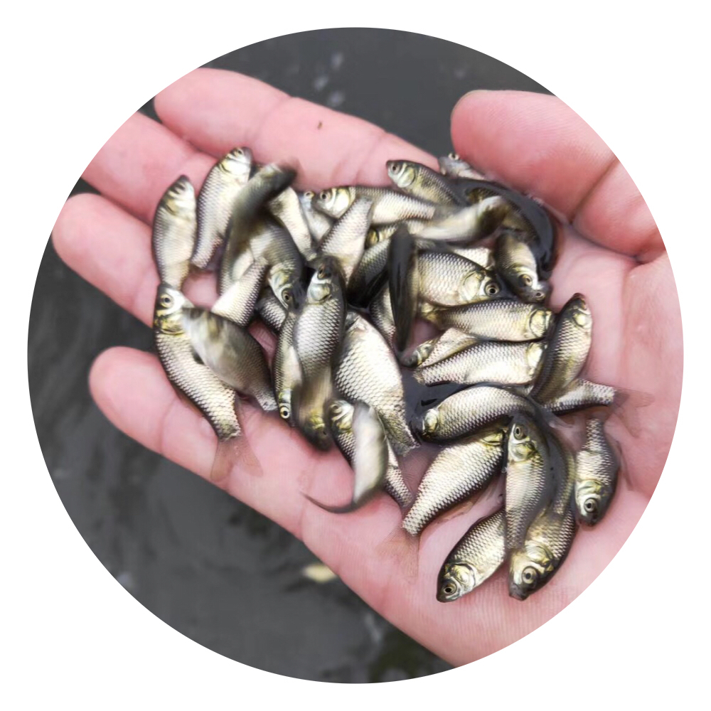中科三號(hào)鯽魚(yú)苗,白鯽,銀鯽,鯽魚(yú)苗養(yǎng)殖場(chǎng),快大型鯽魚(yú)苗,湘云鯽