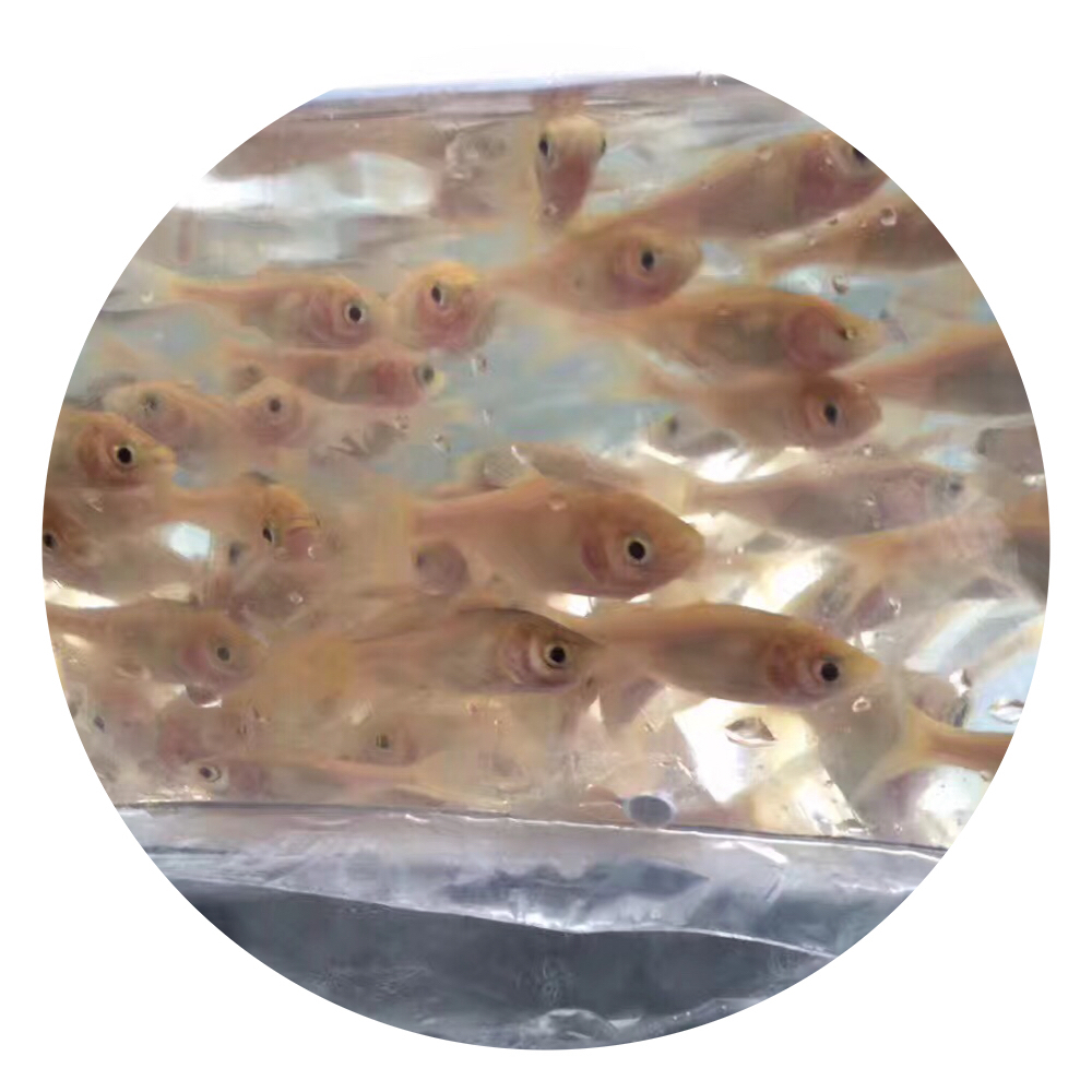 金花鰱魚(yú)苗批發(fā),金大頭魚(yú)苗養(yǎng)殖場(chǎng),金大頭魚(yú)苗批發(fā)