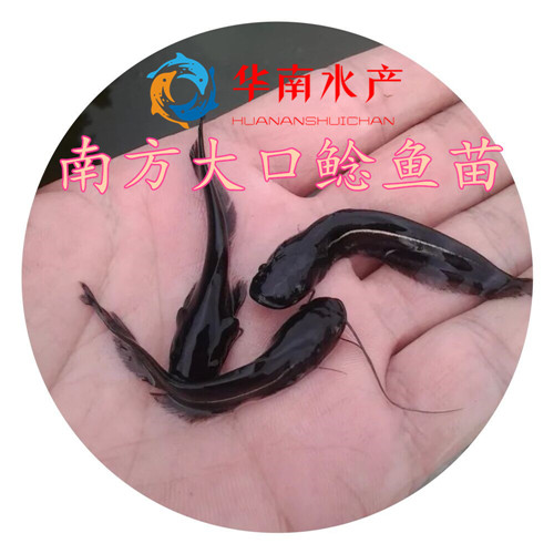 南方大口鯰魚苗,南方大口鯰,大口鯰,南方大口鯰魚苗批發(fā)