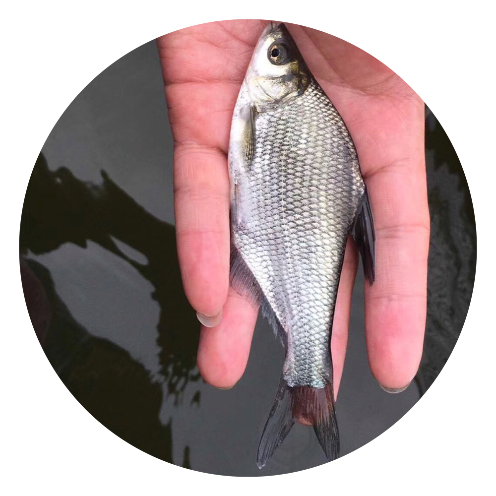 武昌魚苗,武昌魚苗養(yǎng)殖,武昌魚