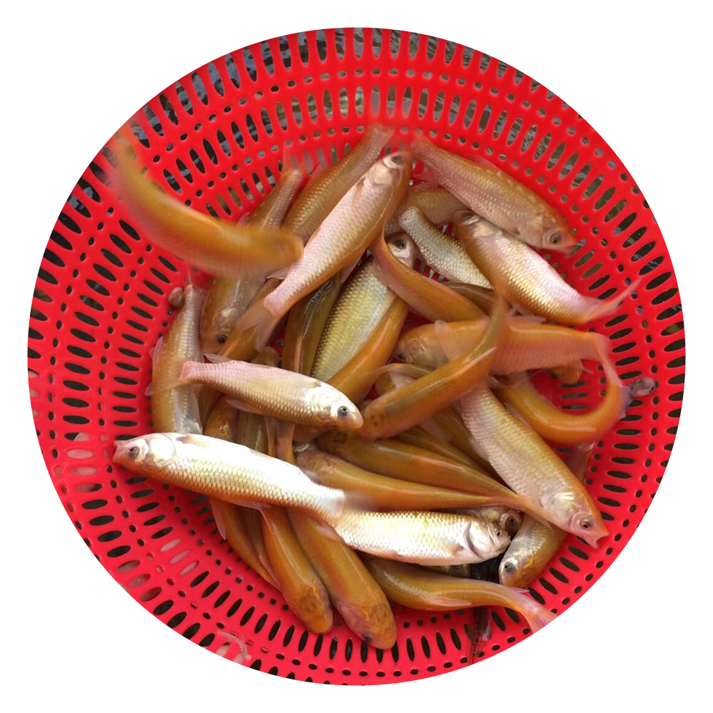 俄羅斯金絲草魚苗批發(fā),金草魚苗養(yǎng)殖場,金草魚