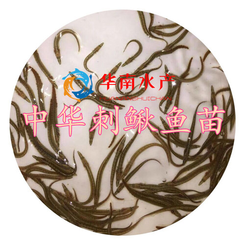 中華刺鰍魚苗,刺鰍養(yǎng)殖,中華刺鰍苗,中華刺鰍魚苗批發(fā)