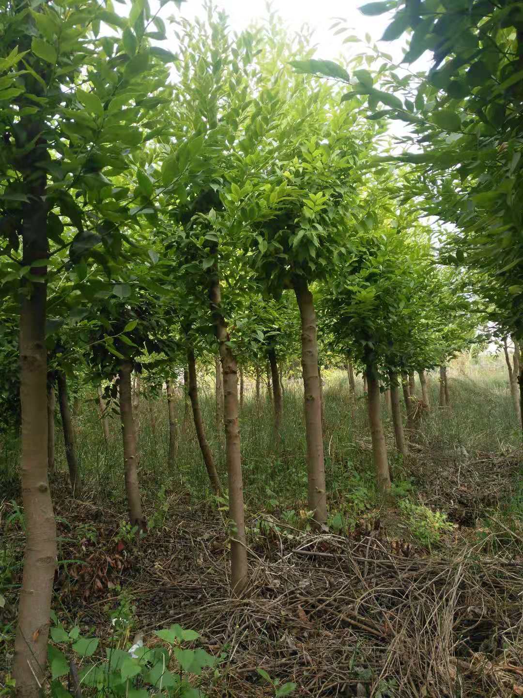 供應(yīng)云南肋果茶苗木基地*地|肋果茶價(jià)格低產(chǎn)品優(yōu)質(zhì)一手貨源