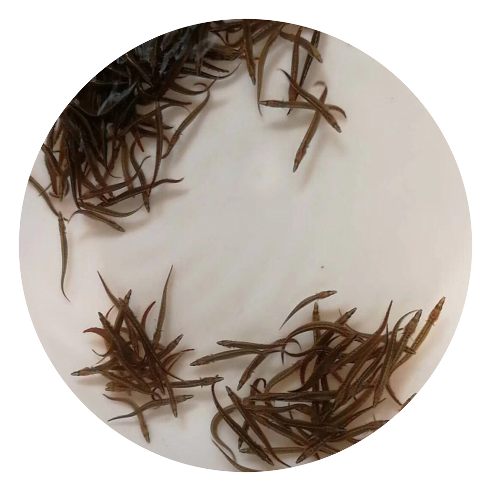 中華刺鰍魚苗,刺鰍養(yǎng)殖,中華刺鰍苗,中華刺鰍魚苗批發(fā)