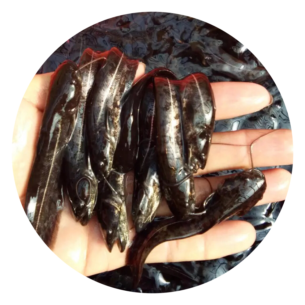 南方大口鯰魚苗,南方大口鯰,大口鯰,南方大口鯰魚苗批發(fā)