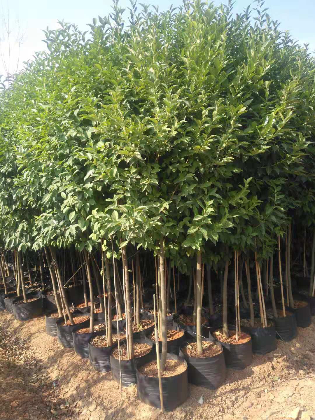 供應(yīng)云南肋果茶苗木基地*地|肋果茶價(jià)格低產(chǎn)品優(yōu)質(zhì)一手貨源