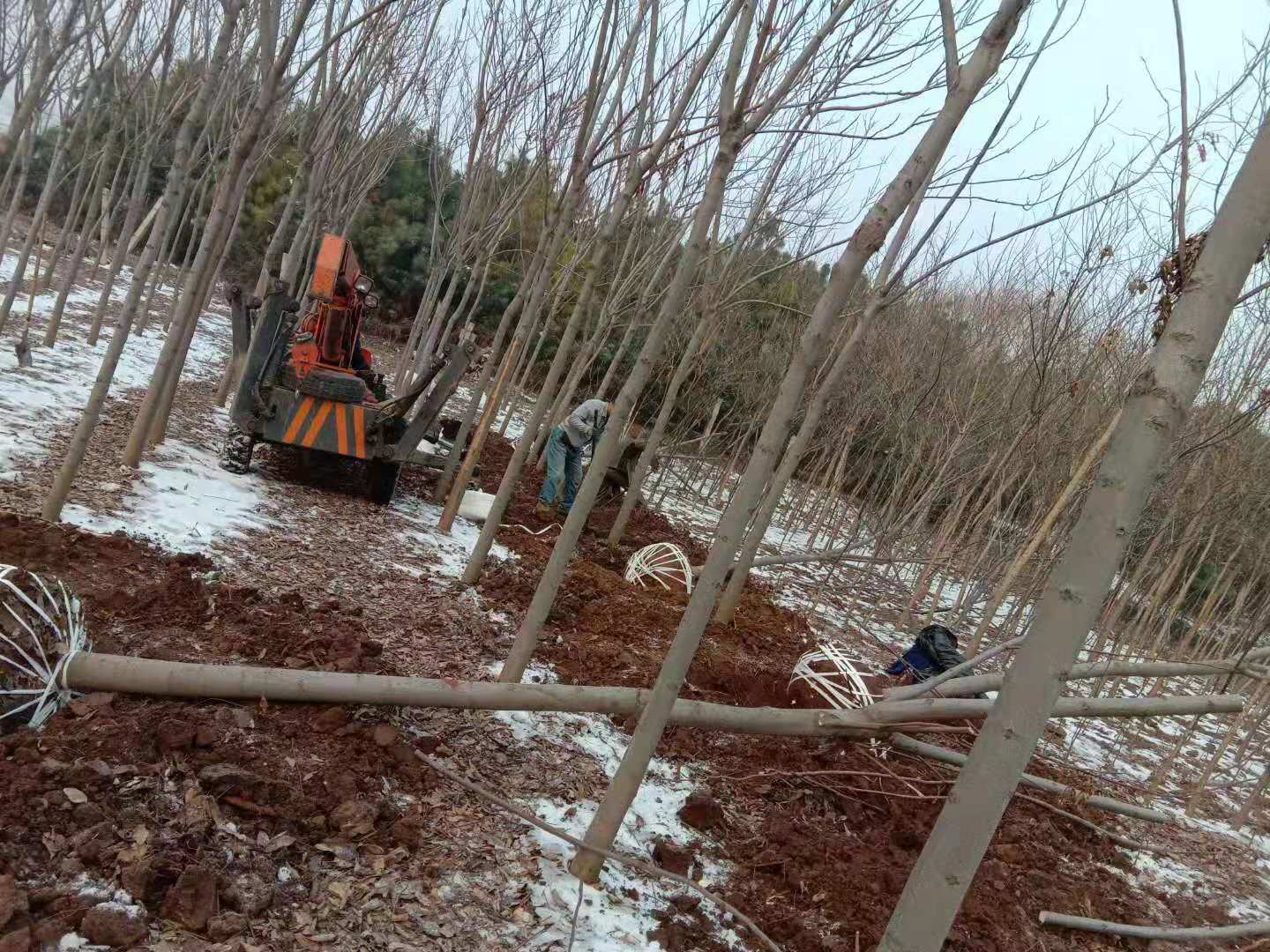 專業(yè)供應綠化占地苗木品種多.價格低