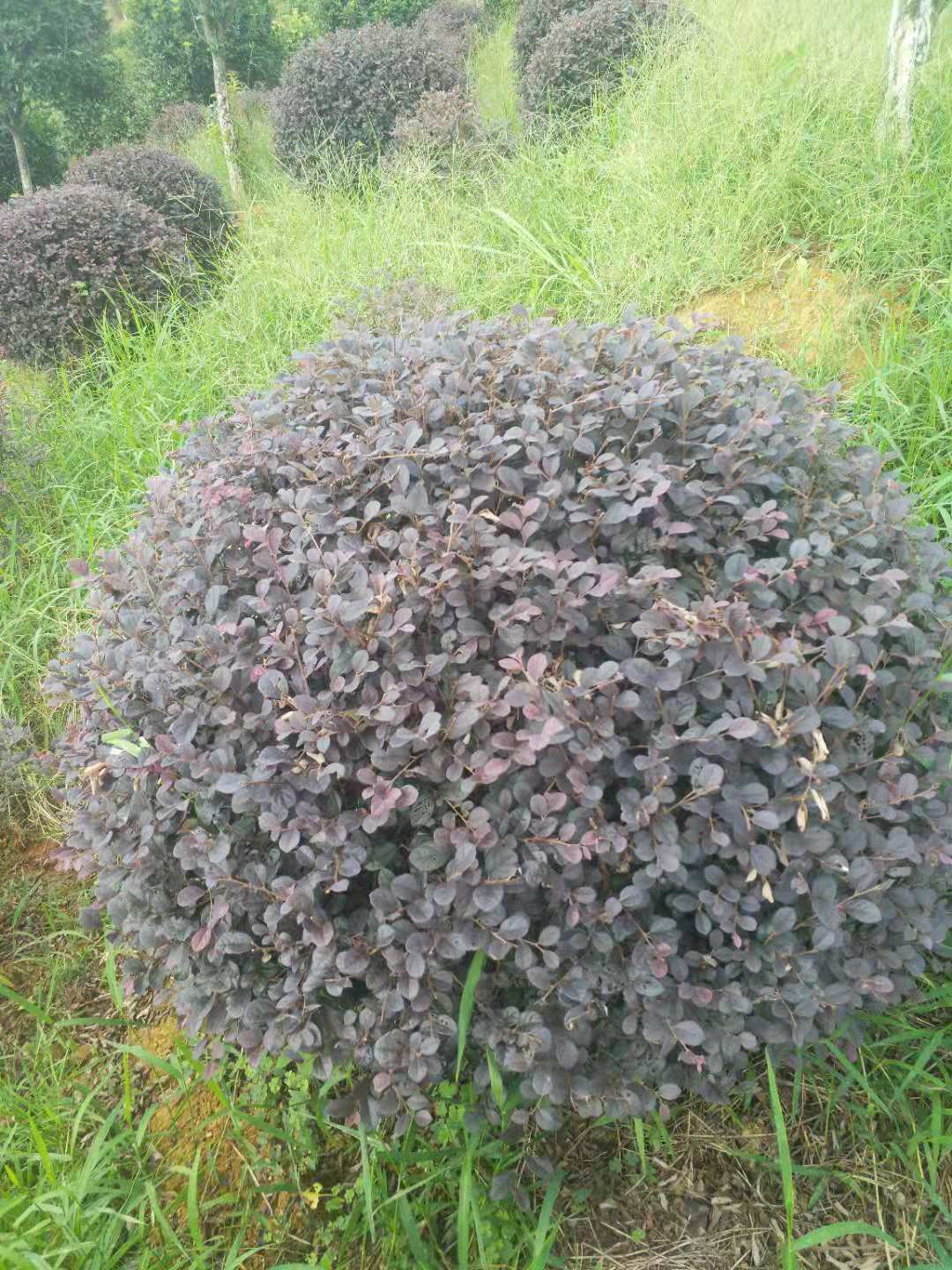 紅繼木球