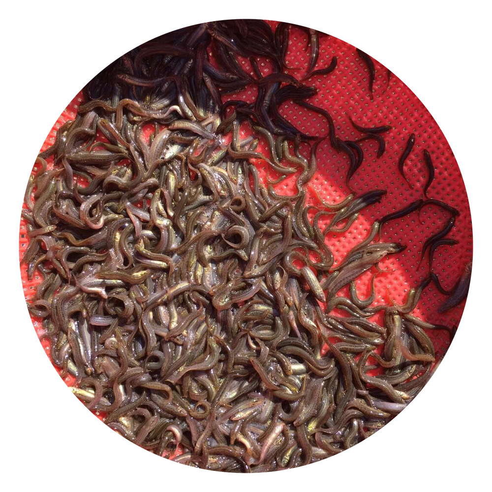 泥鰍魚苗,臺(tái)灣泥鰍魚苗