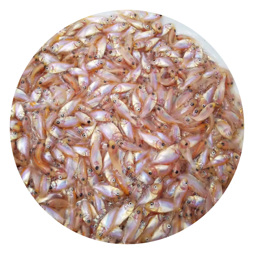 紅羅非魚苗,珍珠臘魚苗,彩虹雕魚苗