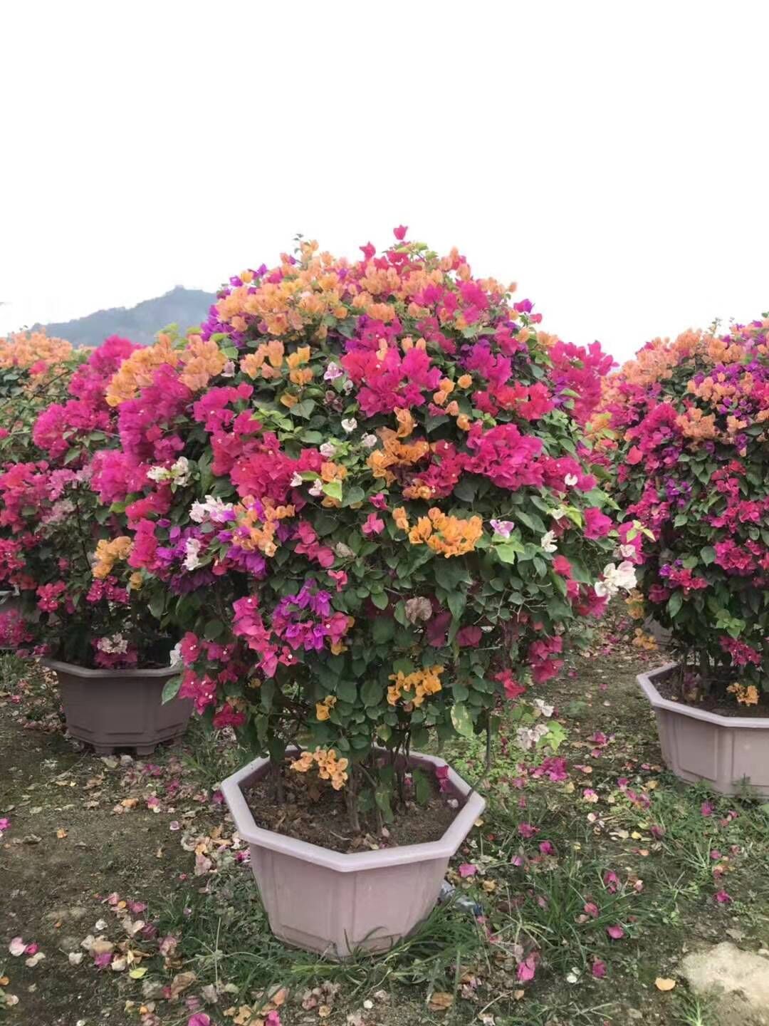 海南三亞三角梅基地-崖州三角梅基地-天涯三角梅批發(fā)-三亞吉陽三角梅-三亞海棠三角梅/廠家