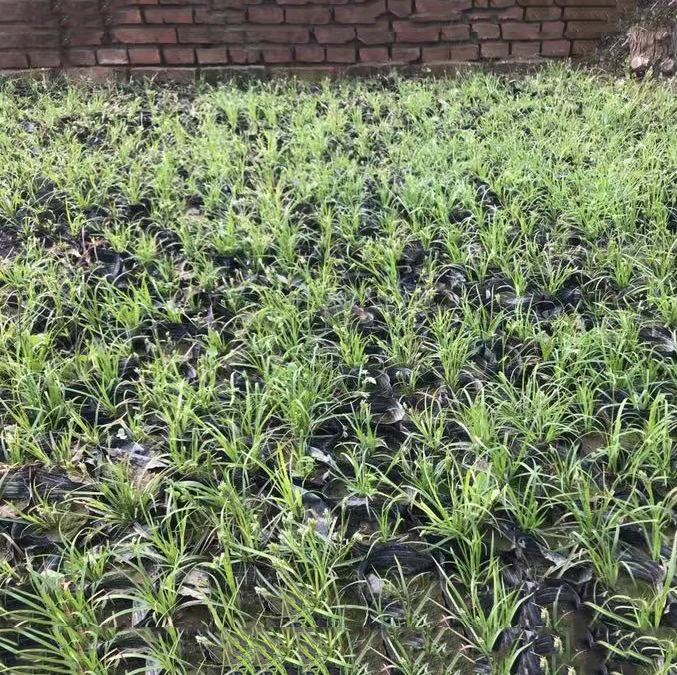 嶗峪苔草批發(fā) 基地直銷 量大從優(yōu)