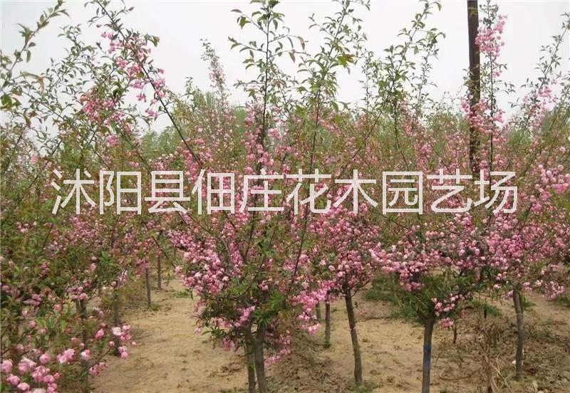 海棠樹苗海棠苗海棠小苗絢麗海棠西府海棠垂絲海棠 海棠花