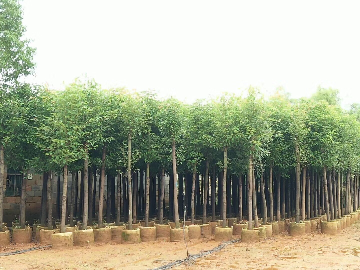 香樟 批發(fā)出售香樟樹 香樟樹廠家直銷