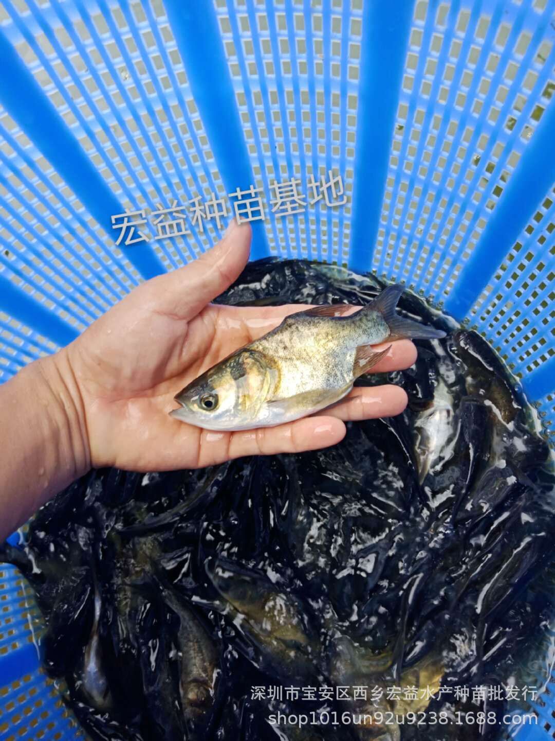 廣東深圳縮骨鳙魚苗養(yǎng)殖場-廣州縮骨大頭苗批發(fā)-惠州日本灰鰻苗價格-佛山黃鱔苗/廠家