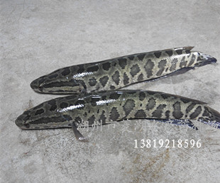 浙江湖州黑魚苗優(yōu)質(zhì)黑魚苗價格