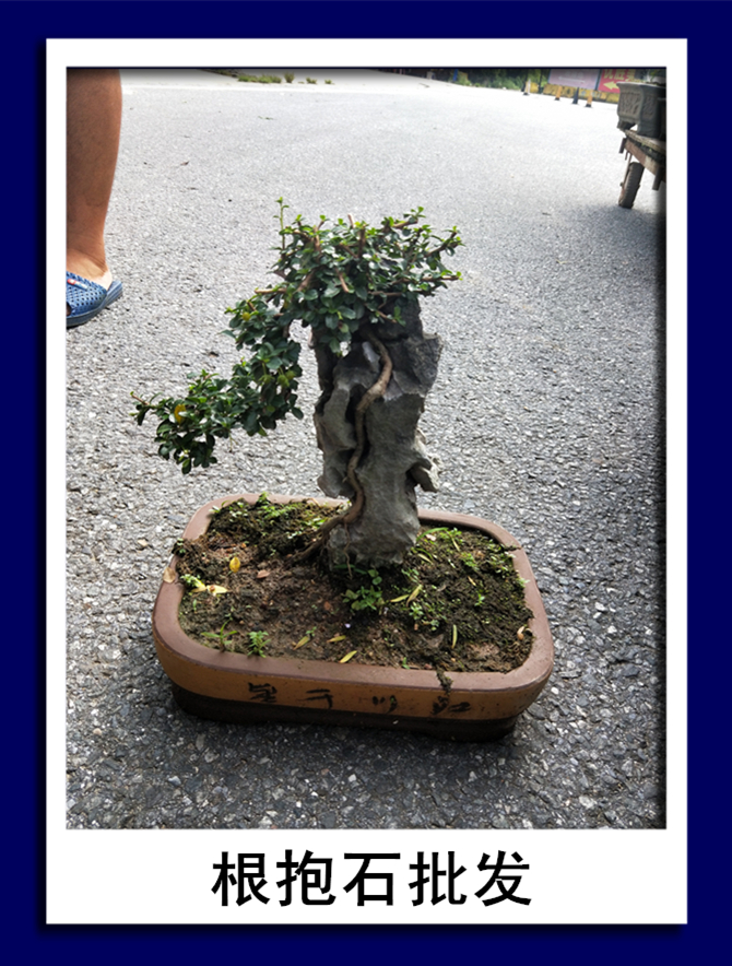 根抱石批發(fā)|根抱石批發(fā)價格|根抱石批發(fā)電話