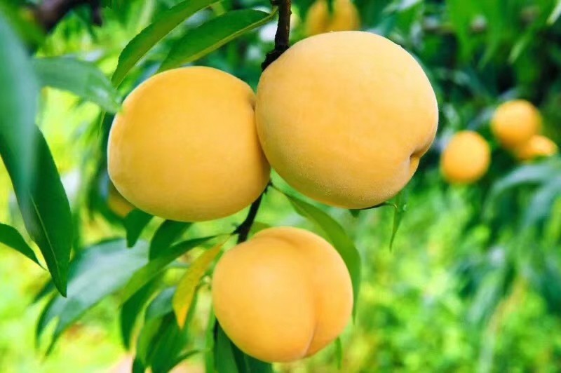 湖南炎陵高山紅心黃桃