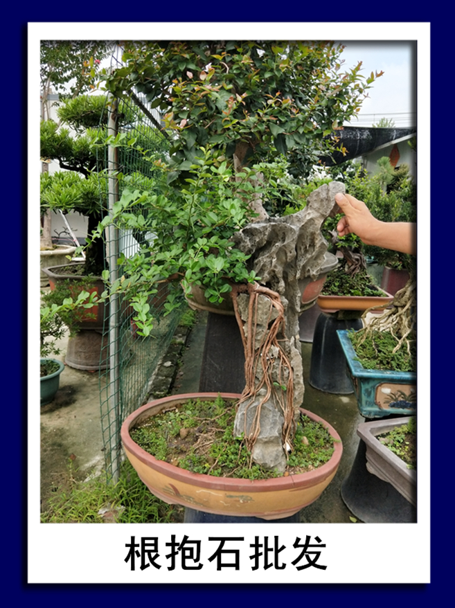 根抱石批發(fā)|根抱石批發(fā)價格|根抱石批發(fā)電話