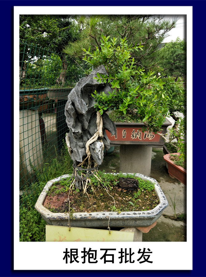 根抱石批發(fā)|根抱石批發(fā)價格|根抱石批發(fā)電話