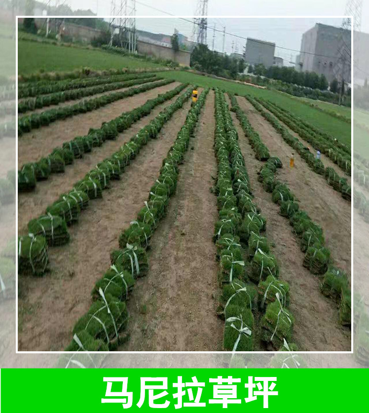 株洲馬尼拉草坪批發(fā)價(jià)，株洲馬尼拉草坪報(bào)價(jià)/價(jià)格，株洲馬尼拉草坪供應(yīng)商