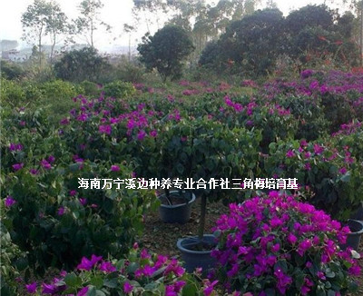 海南哪里有三角梅賣-海南?？谌敲放l(fā)價格-萬寧溪邊種養(yǎng)專業(yè)合作社/廠家