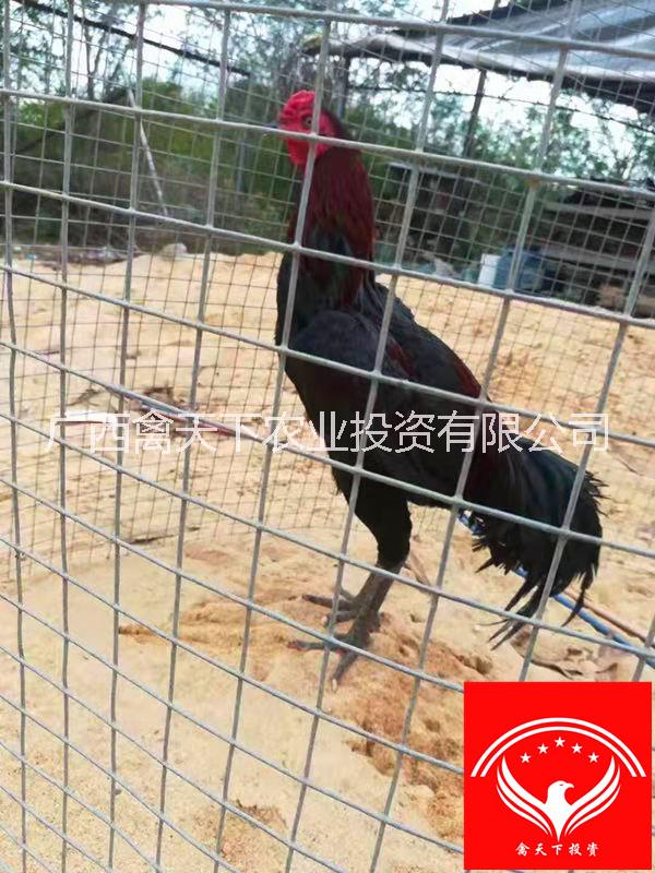禽天下斗雞苗禽斗壹號(hào)供應(yīng)